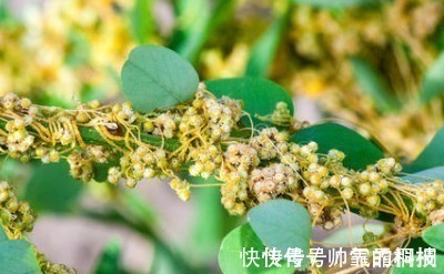 菟丝子|菟丝子作为一种中药材,功效作用竟然有十多种不止!在乡下到处有