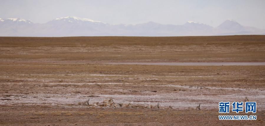 新华社记者|可可西里的藏羚羊“幼儿园”