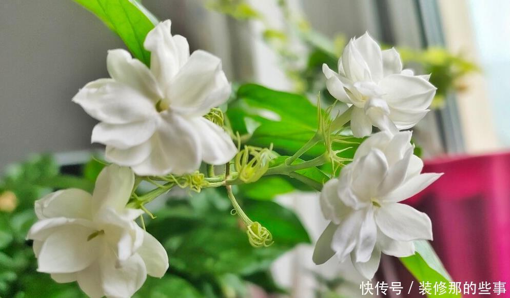 重视健康的人,从不在封闭阳台养“喷香”花,看起来很美,害处大