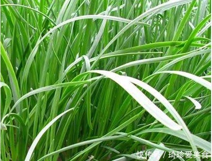 知识|买韭菜时,韭菜宽叶和细叶的区别很大,不懂别瞎买,看完长知识了