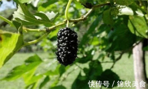 荔枝|会吃的人更健康，多吃3种食物，净化血液，缓解疲劳，改善失眠