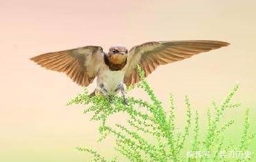 十二首描写鸟的古诗词,爱护鸟儿,更喜欢诗词