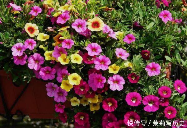 几种漂亮花,好打理,易爆盆,招财又开运,颜值超高的