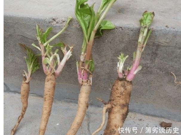 它是農村珍貴的土人參,長在房前屋后,卻常被當成野草清除