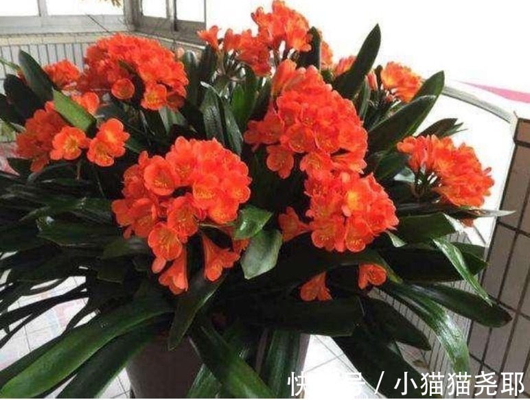 花苞|养君子兰,注意3个“要领”,一年开花2次,一盆开出十几朵!