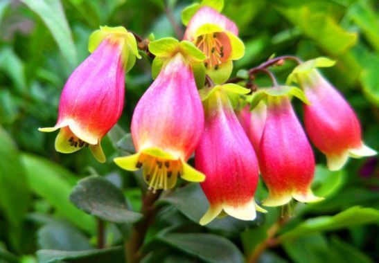 农历5月11日开始,养花养个耐看的,花香易打理,开花艳丽惹人爱