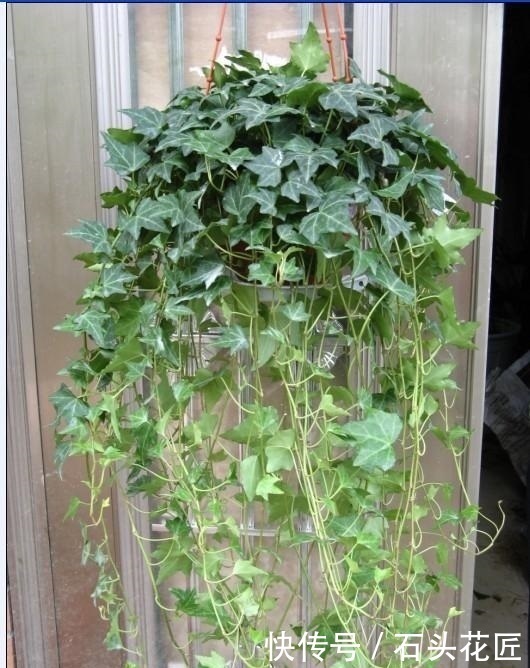 白掌|卫生间“潮湿、有异味”?养上6种花草,干净又清新