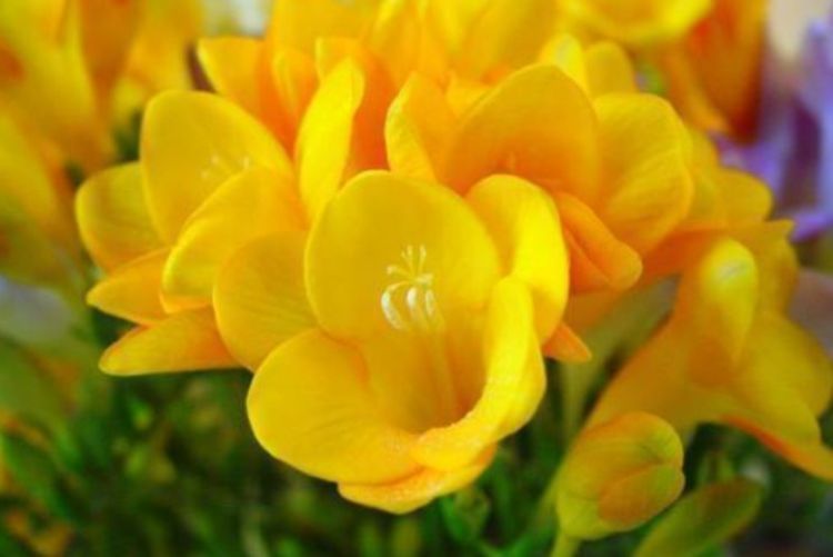 喜欢家中养花，3种花很值得养，开花美寓意好，养护简单开满盆