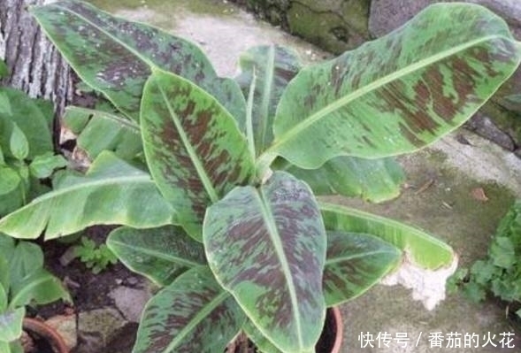 盆栽|外公把坏香蕉埋在花盆里，竟长出不一样的盆栽，全家人都看呆了！