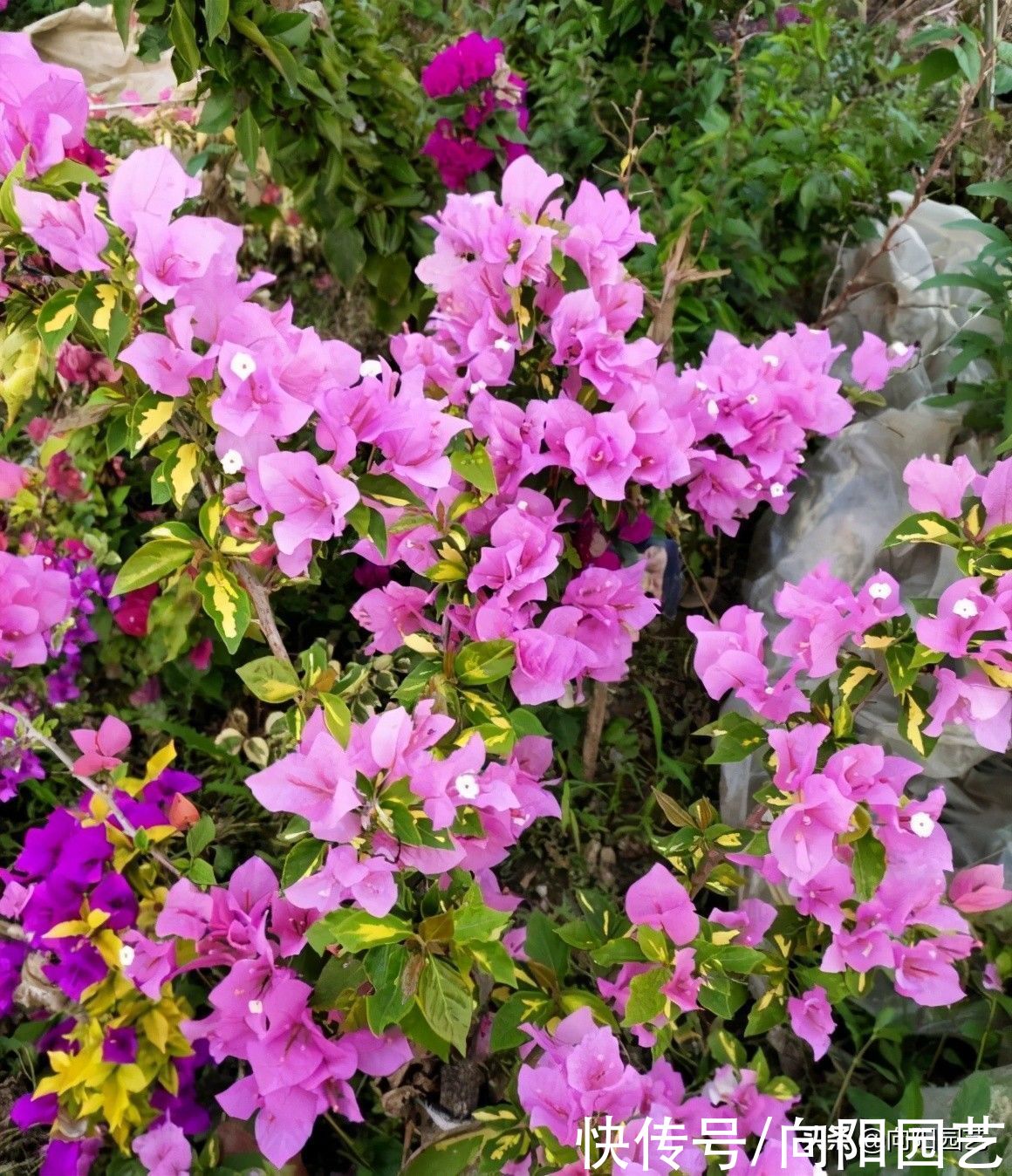 别人家的三角梅都开了，自己的还光秃秃，缺少肥料就不开花