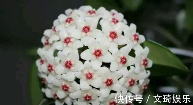 此盆栽花比香水还香,比绿萝还好养,一年四季开花,幽香飘满堂!