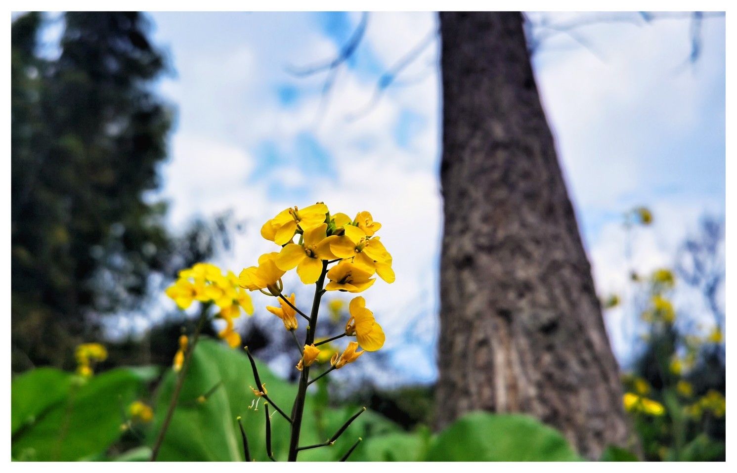 石岩|忙里偷闲，赏花踏青！