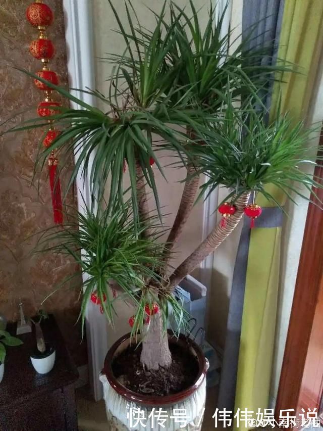 地方|夏天养花,这个地方千万别摆,否则3天死翘翘