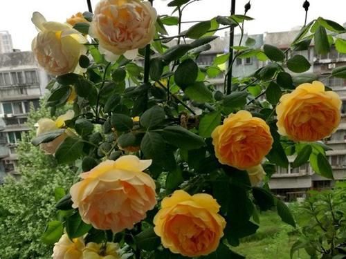 1种“大花”月季，花香浓郁，花大又美，重复开花，好看好养