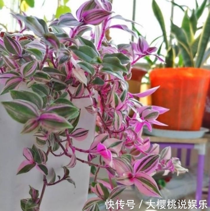 喜欢家里养花,就养几种漂亮的花,花大花期长,寓意美好幸福满满