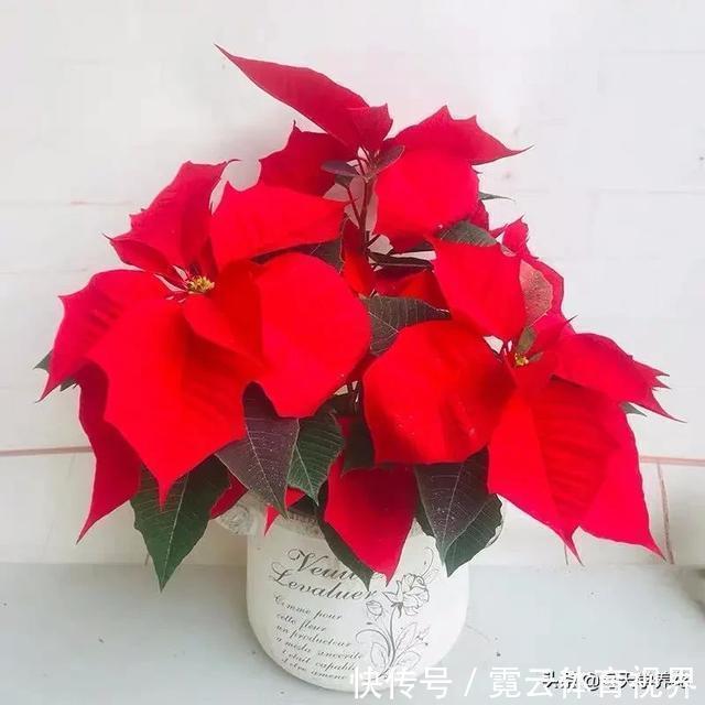 这六种花都是“毒花”，家里有老人、小孩、孕妇的，千万要慎养！