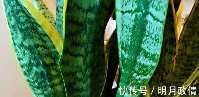 把虎皮兰的叶子这样剪一下,一盆能变好几盆