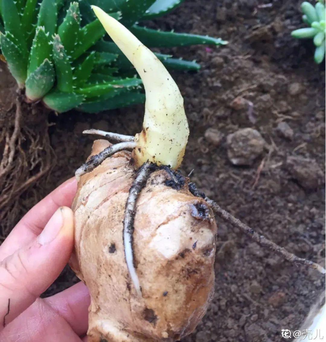 玉米棒子插盆里,7天冒出小森林,比绿萝吊兰好看