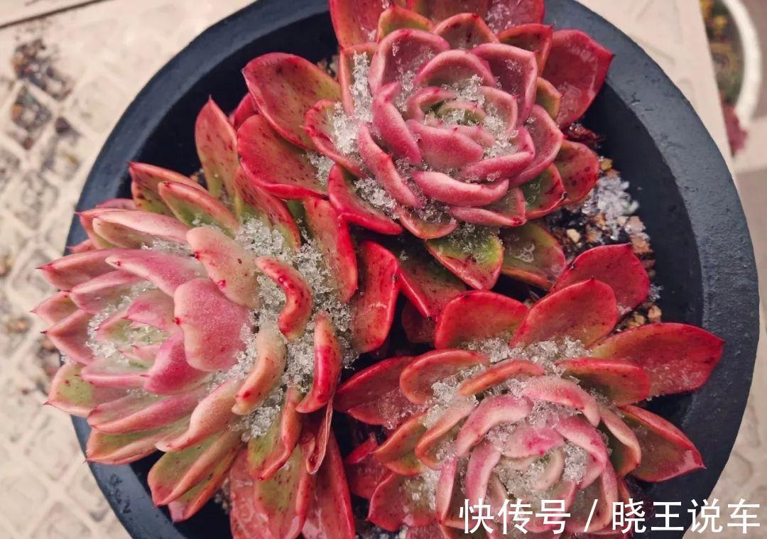 冬天多肉也难养,做到三多三少,状态不减也美艳