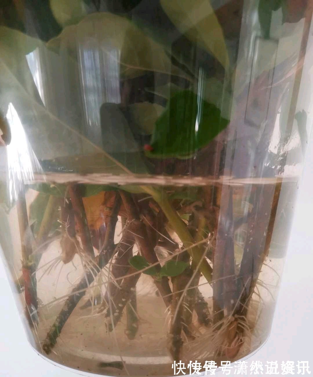 虎皮兰|春天,这八种花剪个枝插土里就活,养养就开花,错过就要等明年了