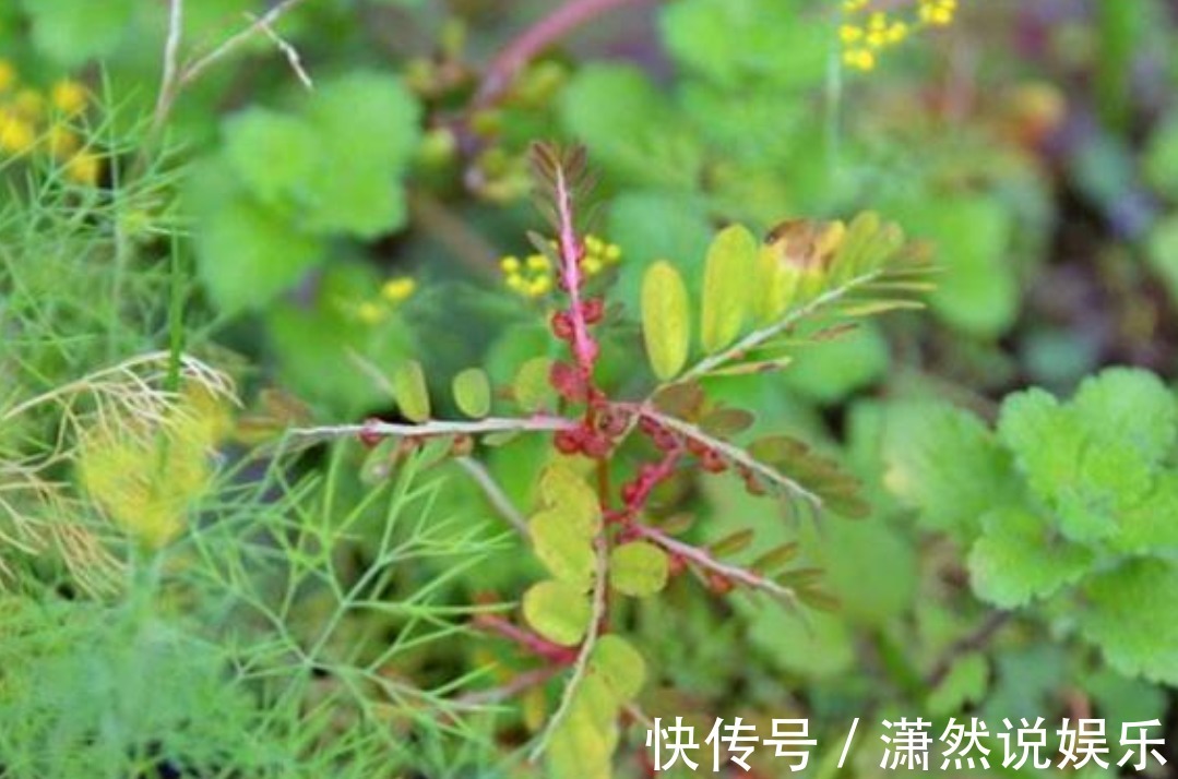 野草|农村一种常见野草,有很高的药用价值,治疗外伤很有帮助