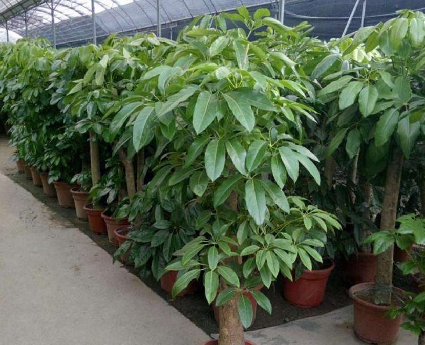 习性|养花先搞清楚习性,如何辨别“喜光”还是“喜阴”,看这几点就行