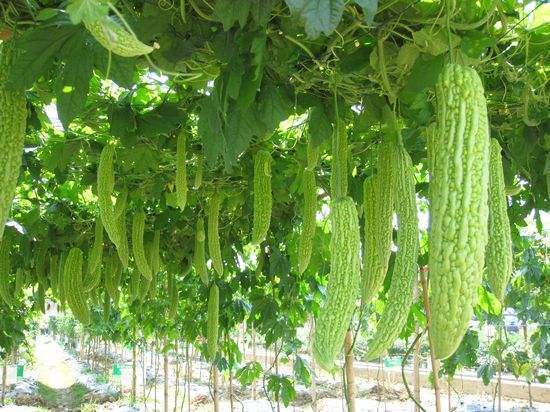 苦瓜|天然的“胰岛素”终于被找到了,每天坚持吃一点,助你告别高血糖