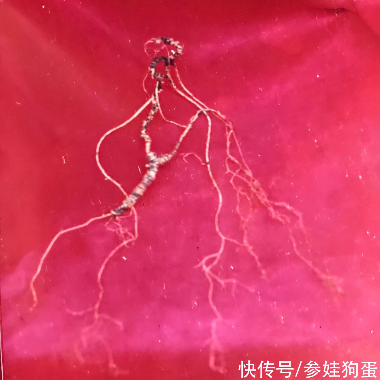 野生人参纯度鉴别