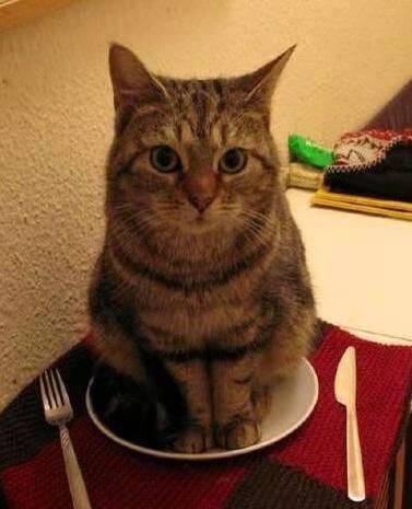 |搞笑图片幽默段子笑话哈哈,小猫咪今天是作为主人的晚餐么