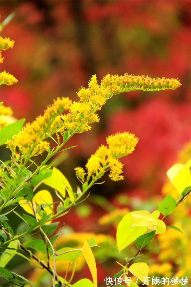 外来物种入侵济南！“加拿大一枝黄花”现身平阴河边