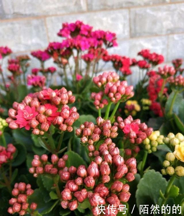 阳台养上6种花,再不担心没花赏,开花一茬接一茬,花朵鲜艳!