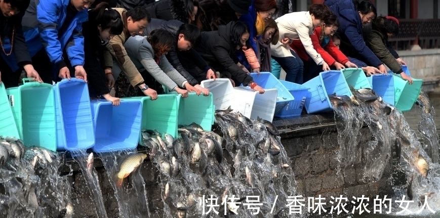 窝子|野钓难得一遇的“奇遇”半斤大鲫鱼排队咬钩,抓住机会你也行