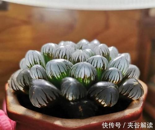 招人|多肉可爱招人喜欢,怎么养得好,其实有方法