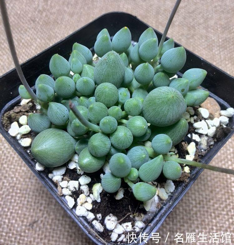 这些不喜欢阳光的多肉,养在办公室最合适了