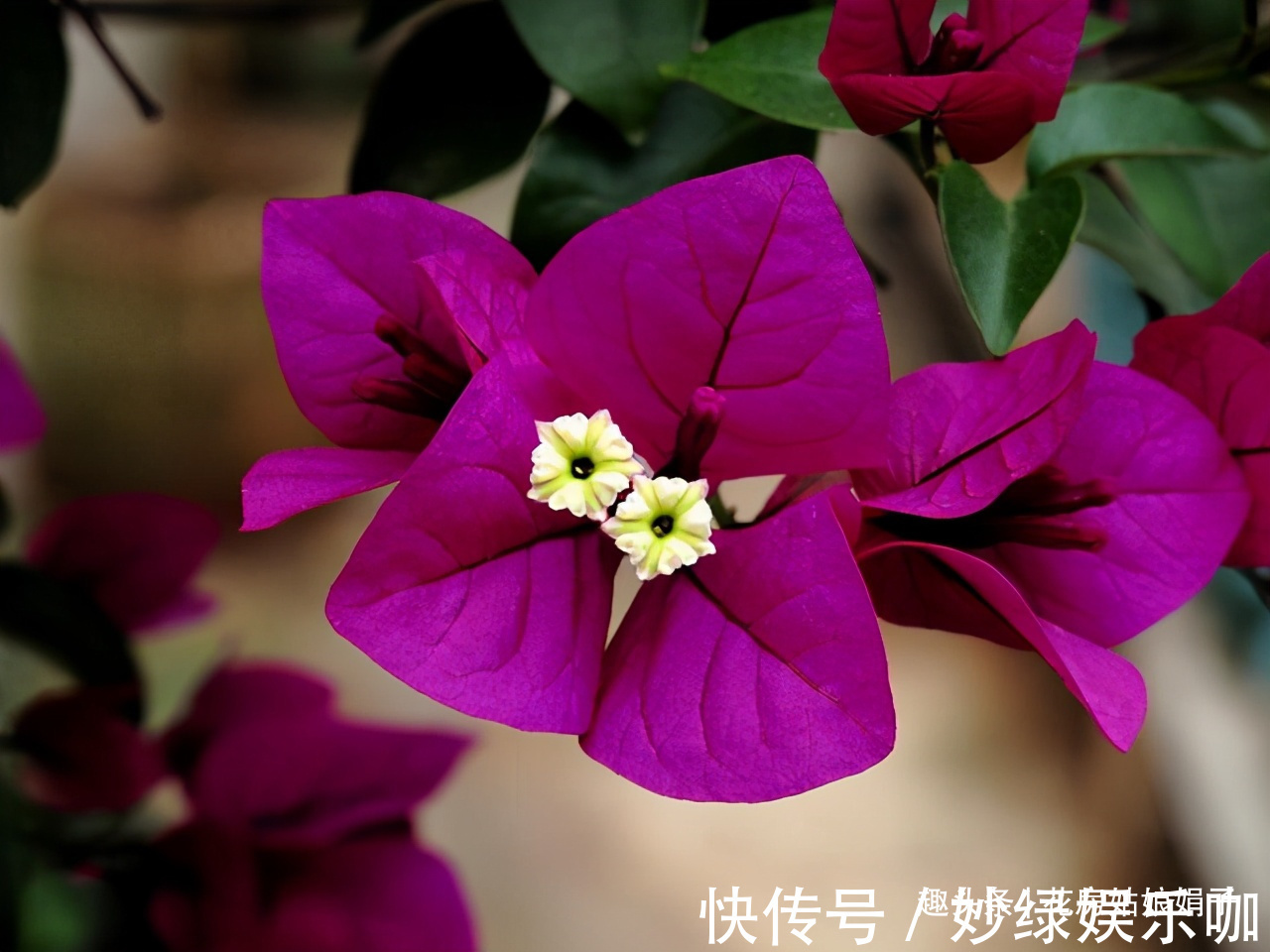 三角梅|适合秋天养的7种花,好养易活,只要环境合适,爱开花,花期长