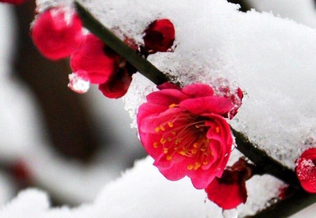 卜算子·咏梅|陆游最经典的写景词,全篇无一梅字,却句句描写梅花