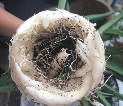  花苞|家里的花卉翻下盆，半年就能花苞满枝头，这些小技巧很实用