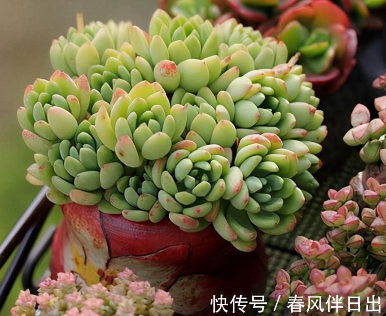 土壤|天凉了盆栽多肉,浇水不能大意,不然徒长烂根问题全上门