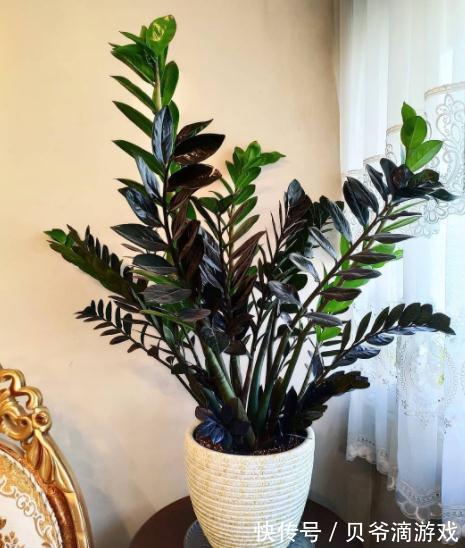 适合客厅养的“6种花”，一个比一个好养，一个比一个好看