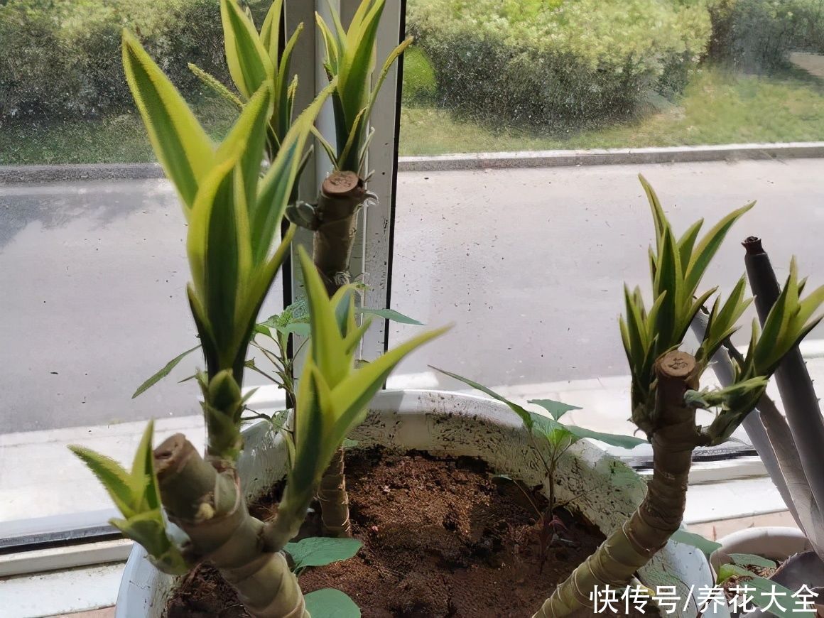 7种花，现在要砍头，冲天炮变成爆炸头