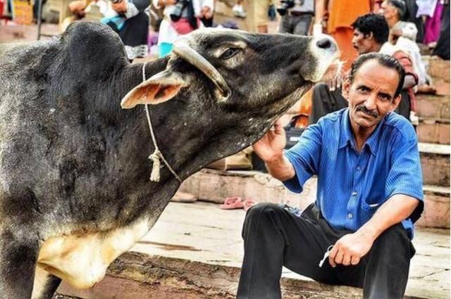 尊贵|印度“牛粪饼”一盒近30元,牛粪越多越尊贵,亚马逊上经常卖脱销