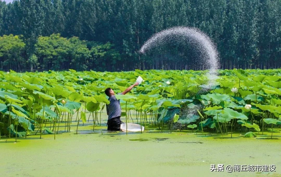 荷花池|商丘这里藏着一大片荷花田