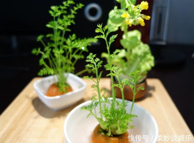 红薯|这5种菜留好根，放在水培瓶里，没几天长出小盆栽叶子还能吃