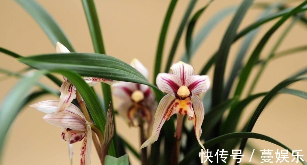 服盆|兰花翻盆:两花不翻、两水不浇、两肥不施,你做对了吗