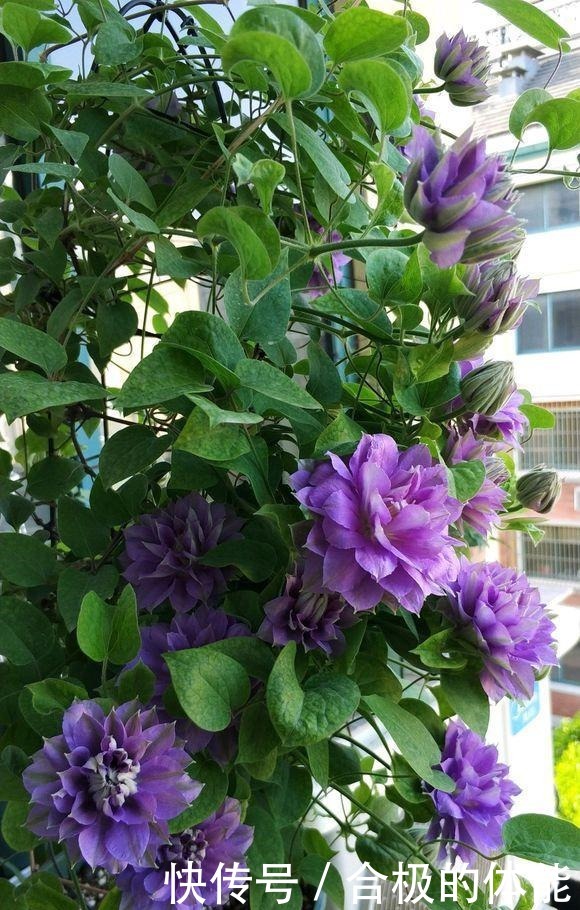 她在小院子里种了一种花,开花独特又漂亮,路人都说“头回见”!