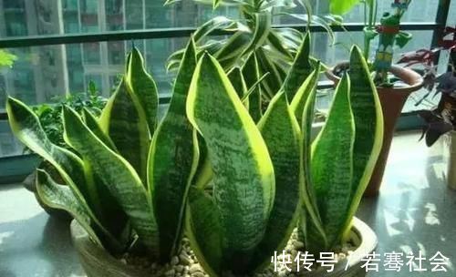 养花达人养花,就喜欢在盆里埋点它,养啥都旺,比花肥都强!