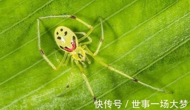 世界上最心爱的蜘蛛，老是一副笑脸，深受人们喜欢！（我想看笑脸蜘蛛）