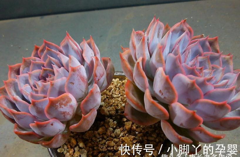 多肉暗冰和菲欧娜,平常有七分相似,出状态后颜值则有云泥之别