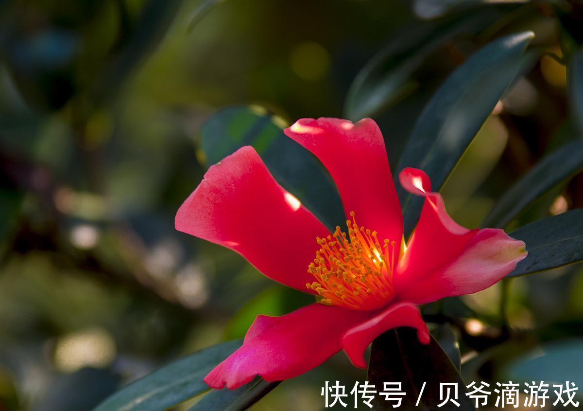 开花时间超长的四季茶花,经常黄叶掉叶,可能有2个原因