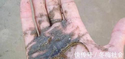 趴地虎|农村河里,一种趴在沙子里的小鱼,以前没人要,如今真是稀少